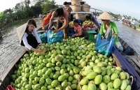 Đồng bằng sông Cửu Long: Gỡ 