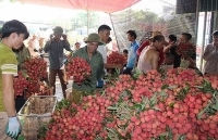 Khai thác hiệu quả chỉ dẫn địa lý