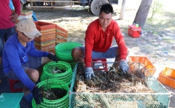 Người nuôi tôm hùm ở Phú Yên vui mừng khi giá tăng trở lại