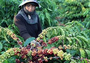 Nhập làn “cao tốc EVFTA” - Kỳ II: Chuyển từ 
