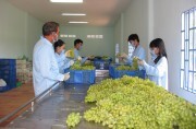Ninh Thuận nâng cao giá trị cây nho