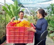 Làm giàu nhờ hoa lan Mokara