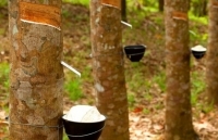 Tiêu thụ cao su thiên nhiên: Còn nhiều tồn tại