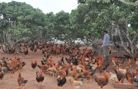 Khai thác nguồn tài nguyên bản địa từ núi rừng