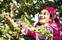 Phát triển cây mận máu thành sản phẩm hàng hóa