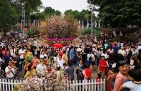 Nhiều hoạt động hấp dẫn tại Lễ hội Hoa anh đào Nhật Bản ở Hà Nội