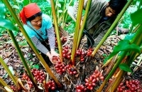 Thảo quả được mùa