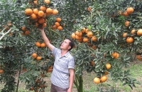 Từ xây dựng thương hiệu đến mở rộng thị trường