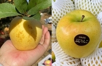 Táo vàng Trung Quốc gắn 