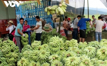 Giá chuối xanh tăng mạnh vì Trung Quốc thu mua tích trữ dịp cuối năm