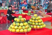 Hà Giang: Kết nối cung cầu, tiêu thụ cam sành