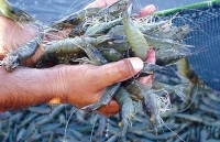 Nâng giá trị tôm Việt