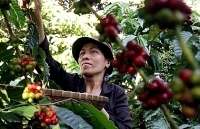 Xóa bỏ rào cản thương mại để chuyển đổi ngành nông nghiệp của Đông Nam Á