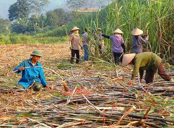 Bảo vệ lợi ích chính đáng của ngành mía đường