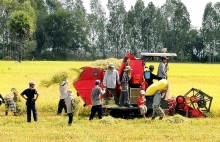 Sản xuất lúa tại đồng bằng sông Cửu Long: Không xuống giống nếu không đảm bảo an toàn