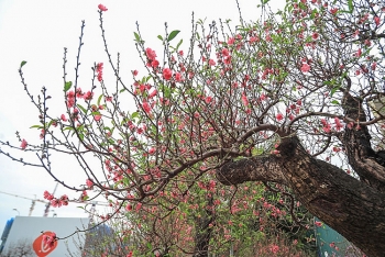 Hà Nội: Cận cảnh Đào, Mai 