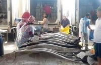 Ngư dân Phú Yên “thắng lớn