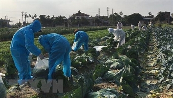 Chung tay 'giải cứu' nông sản trong đợt dịch COVID-19 ở Hải Dương