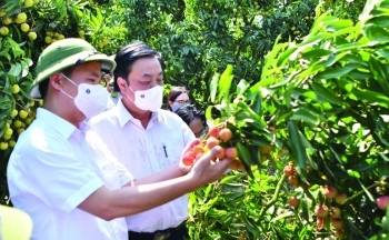 Một số hãng hàng không đồng ý giảm phí vận chuyển cho nông sản xuất khẩu