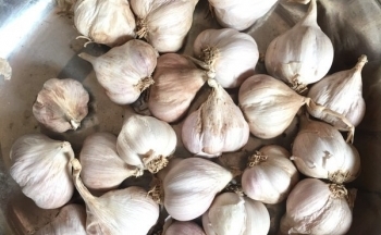 Bóc mẽ chiêu lừa hành tỏi Trung Quốc giả hàng Kinh Môn - Hải Dương