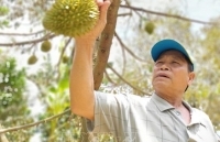 Giá sầu riêng ở Bến Tre thấp kỷ lục, có loại chỉ 3.000 - 5.000 đồng/kg