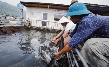 Nâng cao hiệu quả nuôi thủy sản trên hồ chứa