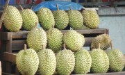 Nông dân hết “sầu” vì… sầu riêng giá cao