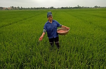 Cần có cái nhìn khách quan, công bằng với giá phân bón