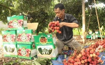 Đa đạng hình thức tiêu thụ nông sản, mang lại hiệu quả kinh tế