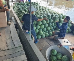 Nhiều loại trái cây xuất khẩu đồng loạt tăng giá