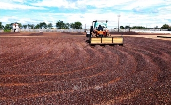 Xây dựng thương hiệu cho nông sản: Nâng cao sức cạnh tranh của sản phẩm