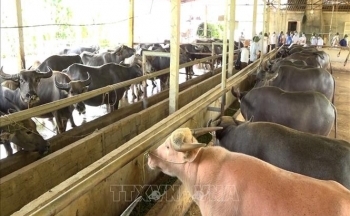 Cơ hội mới từ chăn nuôi đại gia súc