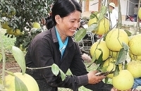Vụ bưởi 2019, nông dân Can Lộc ước thu hơn 35 tỷ đồng