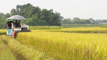 Bón phân NPK-S Lâm Thao khép kín, lúa mùa đạt hơn 2 tạ/sào