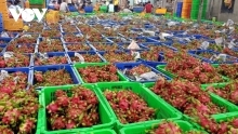 Mô hình liên kết làm thay đổi tư duy sản xuất của nhà vườn