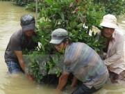 Người trồng hoa ở Quảng Ngãi, Bình Định thiệt hại nặng vì mưa lũ