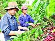 Gia Lai: Người dân và doanh nghiệp tích trữ cà phê chờ giá lên