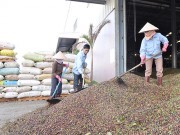 Thị trường cà phê: Biến động khó lường