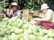 Giải “bài toán” xuất khẩu nhóm hàng nông sản (Kỳ II)