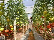 Vùng tây nam bộ: Đẩy nhanh thực hiện chương trình khoa học công nghệ