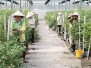 Doanh nghiệp tập trung vào “chất”