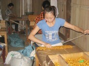 Xuất khẩu sản phẩm làng nghề: Chia sẻ từ các doanh nghiệp