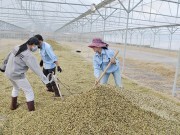 Kỳ I: Thách thức lớn với cà phê việt