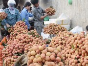 Nông sản Việt vào Australia: Chắt chiu cơ hội