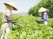 VCUFTA: Bảo đảm cân bằng lợi ích