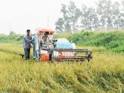 Thu hút vốn đầu tư nước ngoài vào nông nghiệp: Chiến lược dài hạn