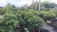 Hoa kiểng Tết chưa bán đã hút hàng