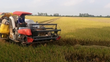 Giá lúa gạo hôm nay ngày 27/1: Giá lúa gạo bật tăng 300 đồng/kg