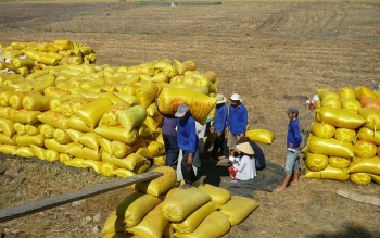 Giá lúa gạo hôm nay ngày 9/2: Nguồn cung thấp, giá gạo xuất khẩu tăng