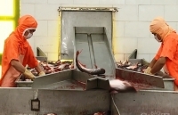 Xúc tiến thương mại - Trợ lực cho xuất khẩu An Giang